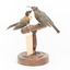 Two eastern spinebills on a stand. Front right view