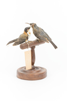 Two eastern spinebills on a stand. Front right view