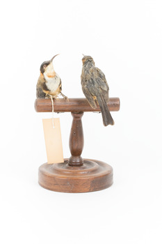 Two eastern spinebills on a stand. Front view