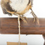 Two eastern spinebills on a stand. Feet view of main bird.