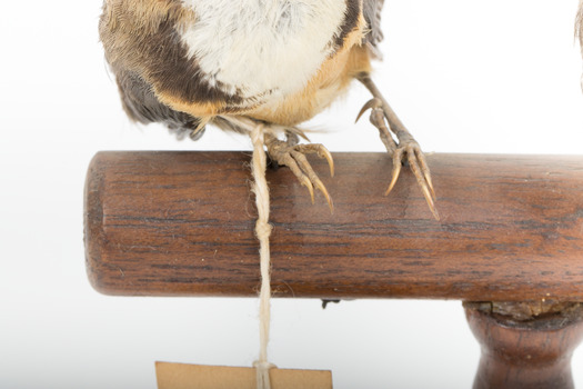 Two eastern spinebills on a stand. Feet view of main bird.
