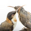 Two eastern spinebills on a stand. Close right view of main bird. 