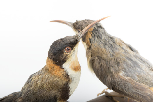 Two eastern spinebills on a stand. Close right view of main bird. 