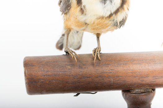 Two eastern spinebills on a stand. Feet of opposite bird.