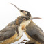 Two eastern spinebills on a stand. Close right opposite bird: focussed.