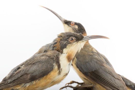 Two eastern spinebills on a stand. Close right opposite bird: focussed.