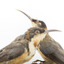 Two eastern spinebills on a stand. Close left view main bird, focussed. 