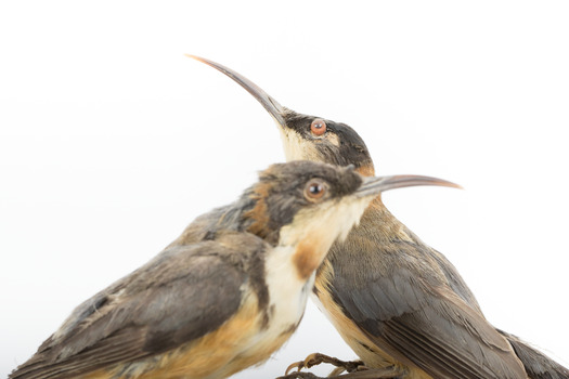 Two eastern spinebills on a stand. Close left view main bird, focussed. 