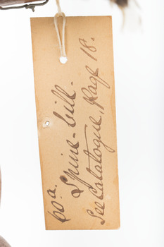Catalogue tag of specimen. Reads: 60a / spinebill. / see catalogue page 18