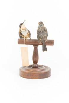 Two Eastern Spinebill birds on a stand. One bird with its beak in the air is facing the camera, the other is facing away from the camera. 