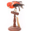 Taxidermy specimen of a male Scarlet Tanager standing on a wooden mount.