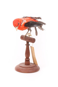 Taxidermy specimen of a male Scarlet Tanager standing on a wooden mount.