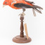 Taxidermy specimen of a male Scarlet Tanager standing on a wooden mount.