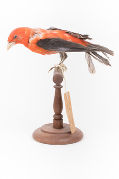 Taxidermy specimen of a male Scarlet Tanager standing on a wooden mount.