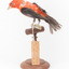 Taxidermy specimen of a male Scarlet Tanager standing on a wooden mount.