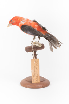 Taxidermy specimen of a male Scarlet Tanager standing on a wooden mount.