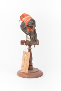 Taxidermy specimen of a male Scarlet Tanager standing on a wooden mount.