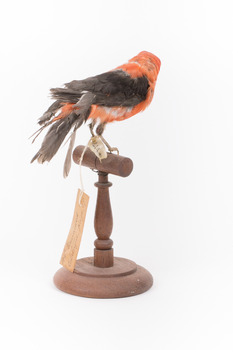 Taxidermy specimen of a male Scarlet Tanager standing on a wooden mount.