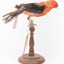Taxidermy specimen of a male Scarlet Tanager standing on a wooden mount.