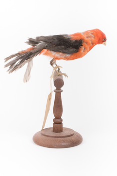 Taxidermy specimen of a male Scarlet Tanager standing on a wooden mount.