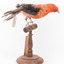 Taxidermy specimen of a male Scarlet Tanager standing on a wooden mount.