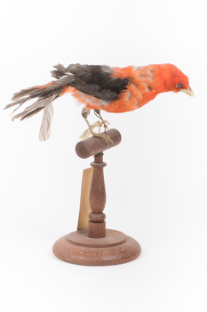 Taxidermy specimen of a male Scarlet Tanager standing on a wooden mount.