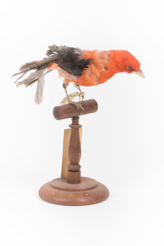 Taxidermy specimen of a male Scarlet Tanager standing on a wooden mount.