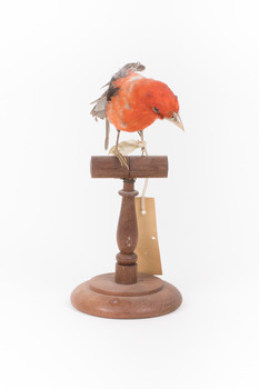 Taxidermy specimen of a male Scarlet Tanager standing on a wooden mount.