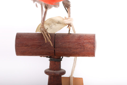 Taxidermy specimen of a male Scarlet Tanager standing on a wooden mount.