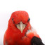 Taxidermy specimen of a male Scarlet Tanager standing on a wooden mount.