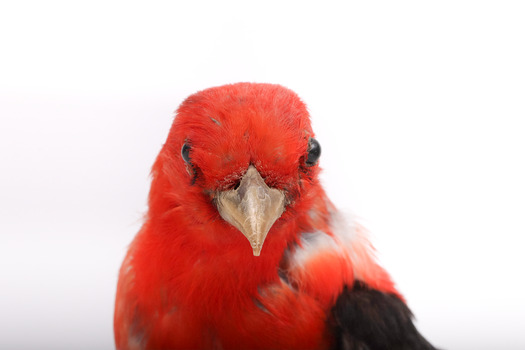 Taxidermy specimen of a male Scarlet Tanager standing on a wooden mount.