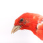 Taxidermy specimen of a male Scarlet Tanager standing on a wooden mount.