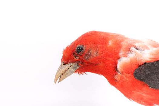 Taxidermy specimen of a male Scarlet Tanager standing on a wooden mount.