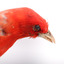 Taxidermy specimen of a male Scarlet Tanager standing on a wooden mount.