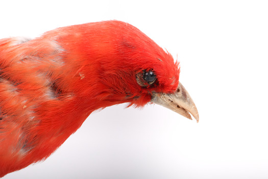 Taxidermy specimen of a male Scarlet Tanager standing on a wooden mount.