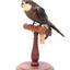 White-Throated Needletail standing on wooden perch facing forward