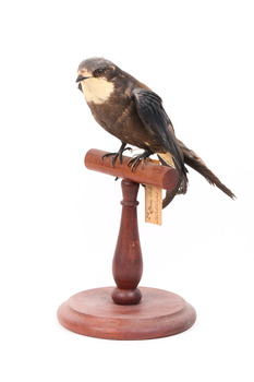 White-Throated Needletail standing on wooden perch facing forward