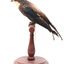 White-Throated Needletail standing on wooden perch facing forward