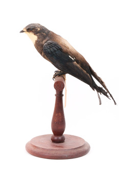 White-Throated Needletail standing on wooden perch facing forward