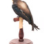 White-Throated Needletail standing on wooden perch facing forward