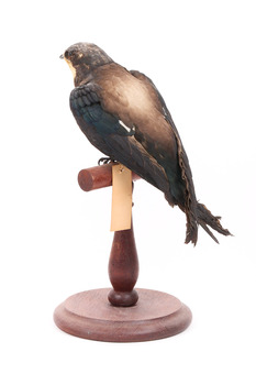 White-Throated Needletail standing on wooden perch facing forward