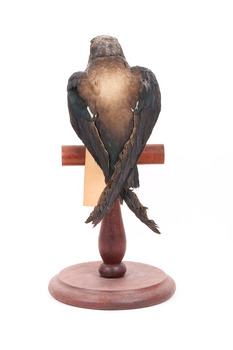 White-Throated Needletail standing on wooden perch facing forward