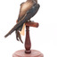 White-Throated Needletail standing on wooden perch facing forward
