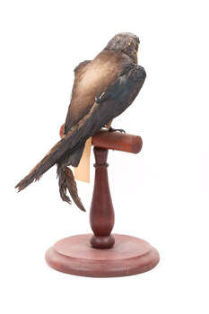 White-Throated Needletail standing on wooden perch facing forward