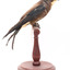 White-Throated Needletail standing on wooden perch facing forward