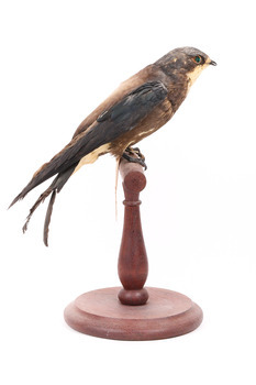 White-Throated Needletail standing on wooden perch facing forward