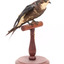 White-Throated Needletail standing on wooden perch facing forward