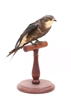White-Throated Needletail standing on wooden perch facing forward