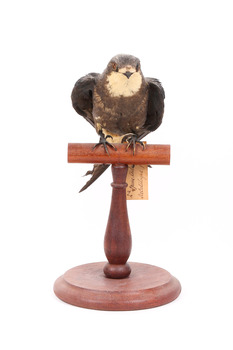 White-Throated Needletail standing on wooden perch facing forward