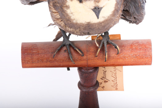 White-Throated Needletail standing on wooden perch facing forward